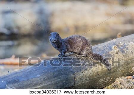 "American mink (Neovison vison), on tree trunk, Masuria, Poland, Europe" View Large Photo Image Stock Photo - "American mink (Neovison vison), on tree trunk, Masuria, Poland, Europe". Fotosearch