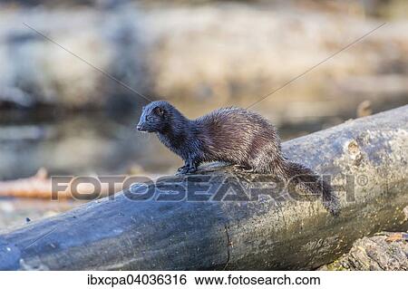 "American mink (Neovison vison), on tree trunk, Masuria, Poland, Europe" View Large Photo Image Stock Photograph - "American mink (Neovison vison), on tree trunk, Masuria, Poland, Europe". Fotosearch