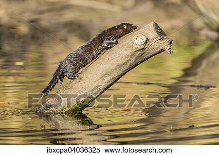"American mink (Neovison vison), on tree trunk, Masuria, Poland, Europe" View Large Photo Image Stock Photography - "American mink (Neovison vison), on tree trunk, Masuria, Poland, Europe". Fotosearch