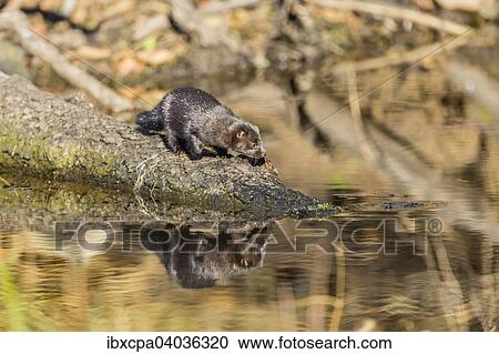 "American mink (Neovison vison), Masuria, Poland, Europe" View Large Photo Image Stock Image - "American mink (Neovison vison), Masuria, Poland, Europe". Fotosearch