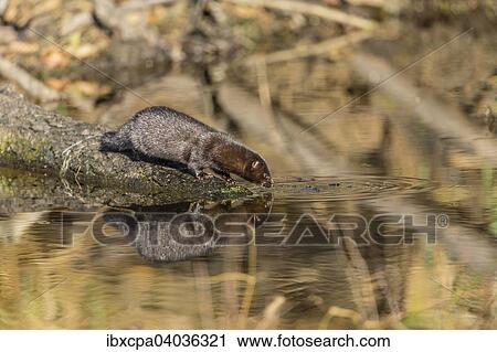 "American mink (Neovison vison), Masuria, Poland, Europe" View Large Photo Image Stock Image - "American mink (Neovison vison), Masuria, Poland, Europe". Fotosearch
