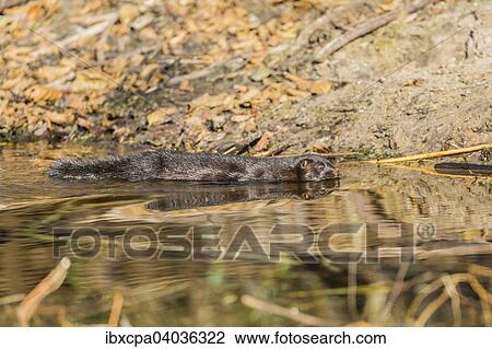 "American mink (Neovison vison), swimming, Masuria, Poland, Europe" View Large Photo Image Stock Image - "American mink (Neovison vison), swimming, Masuria, Poland, Europe". Fotosearch