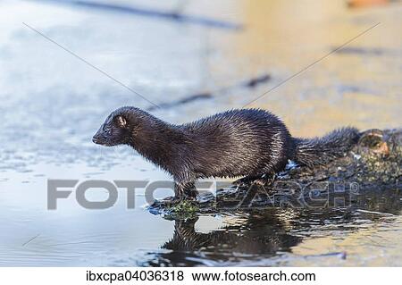 "American mink (Neovison vison), Masuria, Poland, Europe" View Large Photo Image Stock Photo - "American mink (Neovison vison), Masuria, Poland, Europe". Fotosearch