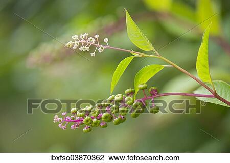 "American Pokeweed (Phytolacca americana), flowers and fruit, Thuringia, Germany, Europe" View Large Photo Image Stock Image - "American Pokeweed (Phytolacca americana), flowers and fruit, Thuringia, Germany, Europe". Fotosearch