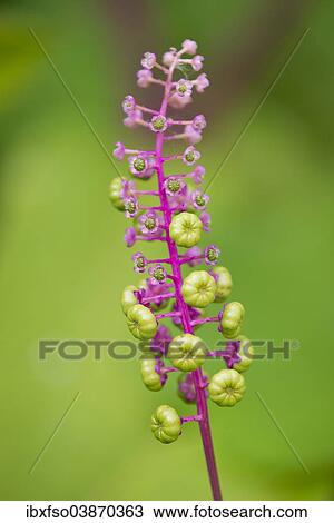 "American Pokeweed (Phytolacca americana), flowers and fruit, Thuringia, Germany, Europe" View Large Photo Image Stock Image - "American Pokeweed (Phytolacca americana), flowers and fruit, Thuringia, Germany, Europe". Fotosearch
