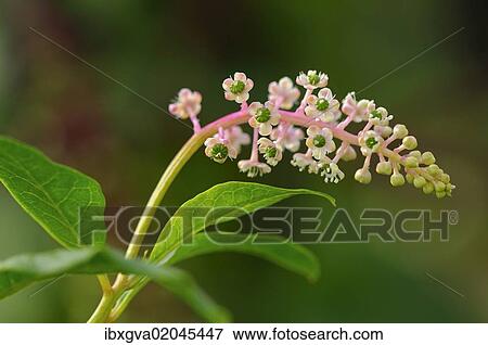 Stock Photo - "American Pokeweed (Phytolacca americana), inflorescense". Fotosearch