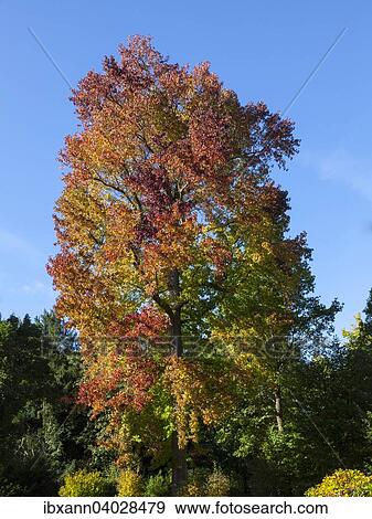Stock Photo - American Sweetgum tree (Liquidambar styraciflua). Fotosearch