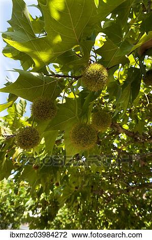 Stock Image - "American Sycamore or American Plane Tree (Platanus occidentalis) with fruits, Germany, Europe". Fotosearch