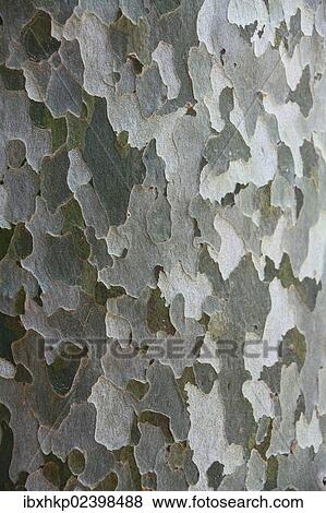 Stock Photo - "American sycamore tree (Platanus sp. ), detailed view of the bark". Fotosearch