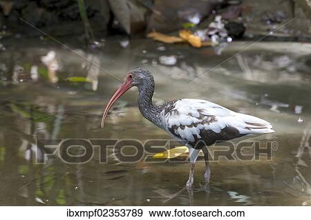 Stock Photo - "American White Ibis (Eudocimus albus), Sirena, Corcovado National Park, Puntarenas Province, Costa Rica, Central America, North America". Fotosearch