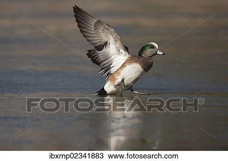 "American Wigeon (Anas americana), adult male landing on ice, Bosque del Apache National Wildlife Refuge, New Mexico, USA" View Large Photo Image Stock Image - "American Wigeon (Anas americana), adult male landing on ice, Bosque del Apache National Wildlife Refuge, New Mexico, USA". Fotosearch
