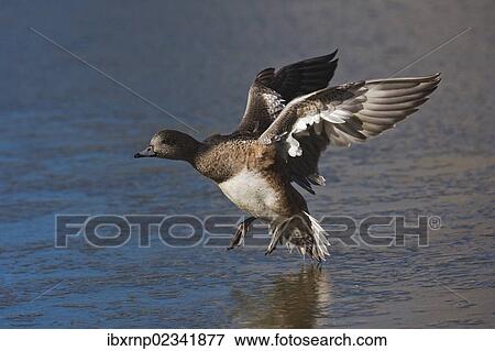 "American Wigeon (Anas americana), adult female landing on ice, Bosque del Apache National Wildlife Refuge, New Mexico, USA" View Large Photo Image Stock Photo - "American Wigeon (Anas americana), adult female landing on ice, Bosque del Apache National Wildlife Refuge, New Mexico, USA". Fotosearch