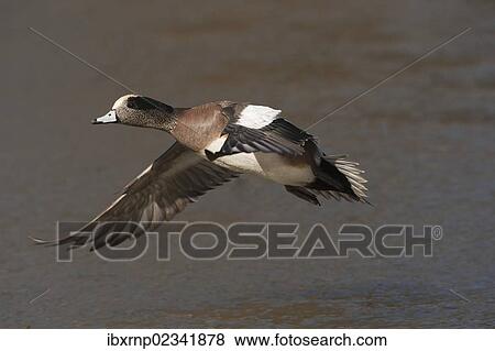 "American Wigeon (Anas americana), adult male in flight, Bosque del Apache National Wildlife Refuge, New Mexico, USA" View Large Photo Image Stock Photo - "American Wigeon (Anas americana), adult male in flight, Bosque del Apache National Wildlife Refuge, New Mexico, USA". Fotosearch
