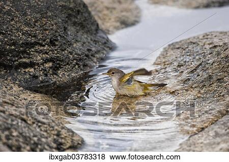 "American Yellow Warbler (Dendroica petechia aureola), Galapagos" View Large Photo Image Stock Photo - "American Yellow Warbler (Dendroica petechia aureola), Galapagos". Fotosearch