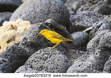 Stock Photograph - "American Yellow Warbler (Dendroica petechia aureola), Galapagos". Fotosearch
