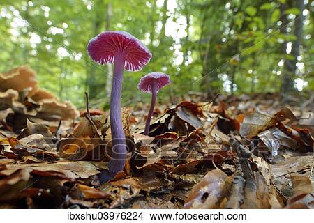 Picture - "Amethyst Deceiver (Laccaria amethystea), Switzerland, Europe". Fotosearch