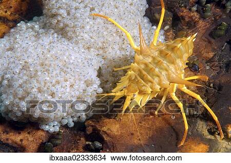"Amphipod (Acanthogammarus victorii) and roe, Lake Baikal, Siberia, Russian Federation, Eurasia" View Large Photo Image Picture - "Amphipod (Acanthogammarus victorii) and roe, Lake Baikal, Siberia, Russian Federation, Eurasia". Fotosearch