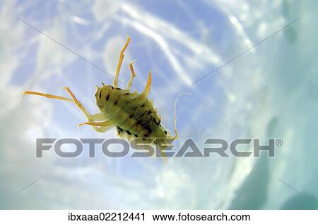 "Amphipod (Acanthogammarus victorii), Olkhon island, Lake Baikal, Siberia, Russia, Europe" View Large Photo Image Stock Image - "Amphipod (Acanthogammarus victorii), Olkhon island, Lake Baikal, Siberia, Russia, Europe". Fotosearch
