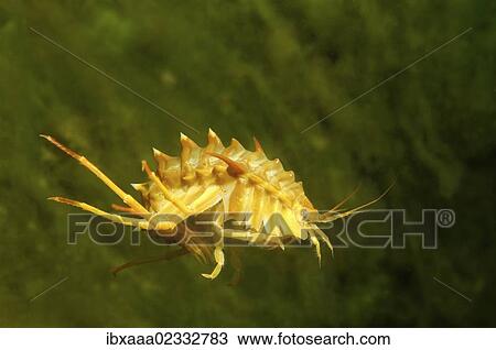Stock Image - "Amphipod (Acanthogammarus victorii), Lake Baikal, Siberia, Russian Federation, Eurasia". Fotosearch