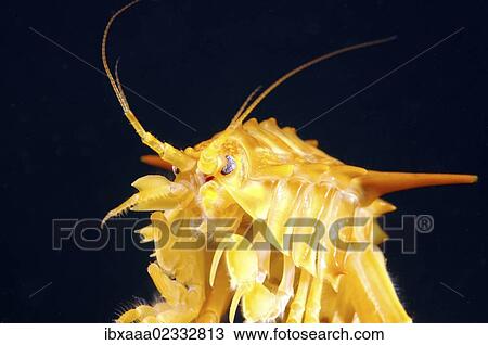 "Amphipod (Acanthogammarus victorii), Lake Baikal, Siberia, Russian Federation, Eurasia" View Large Photo Image Stock Image - "Amphipod (Acanthogammarus victorii), Lake Baikal, Siberia, Russian Federation, Eurasia". Fotosearch
