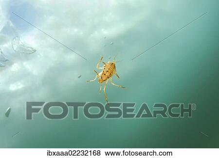 "Amphipod (Acanthogammarus victorii), Olkhon island, lake Baikal, Siberia, Russia, Eurasia, Europe" View Large Photo Image Stock Photo - "Amphipod (Acanthogammarus victorii), Olkhon island, lake Baikal, Siberia, Russia, Eurasia, Europe". Fotosearch