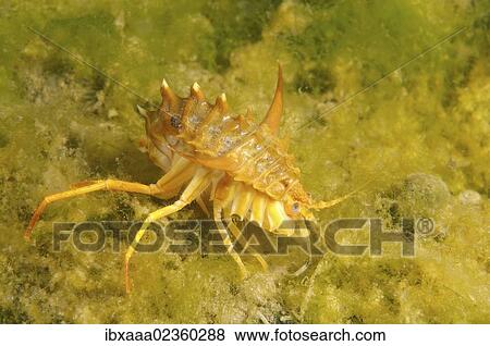 Stock Photo - "Amphipod (Acanthogammarus victorii), Lake Baikal, Siberia, the Russian Federation, Eurasia". Fotosearch