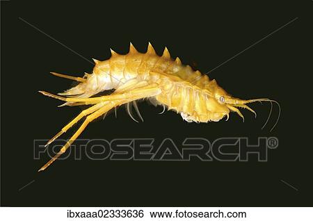 "Amphipod (Acanthogammarus victorii), Lake Baikal, Siberia, Russian Federation, Eurasia" View Large Photo Image Stock Photograph - "Amphipod (Acanthogammarus victorii), Lake Baikal, Siberia, Russian Federation, Eurasia". Fotosearch