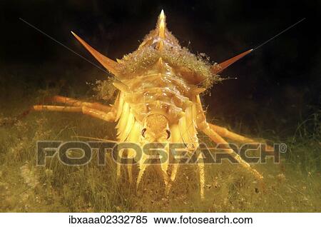 "Amphipod (Acanthogammarus victorii), Lake Baikal, Siberia, Russian Federation, Eurasia" View Large Photo Image Stock Photography - "Amphipod (Acanthogammarus victorii), Lake Baikal, Siberia, Russian Federation, Eurasia". Fotosearch