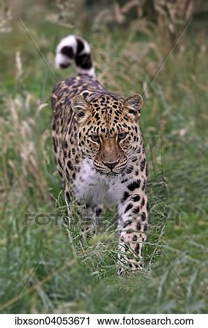 "Amur Leopard (Panthera pardus orientalis), adult, stalking, native to Asia, captive, England, United Kingdom, Europe" View Large Photo Image Stock Image - "Amur Leopard (Panthera pardus orientalis), adult, stalking, native to Asia, captive, England, United Kingdom, Europe". Fotosearch