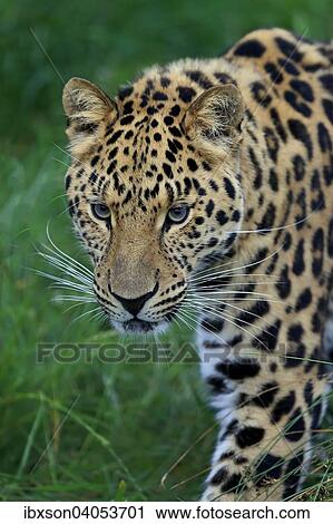 "Amur Leopard (Panthera pardus orientalis), adult, native to Asia, captive, England, United Kingdom, Europe" View Large Photo Image Stock Image - "Amur Leopard (Panthera pardus orientalis), adult, native to Asia, captive, England, United Kingdom, Europe". Fotosearch