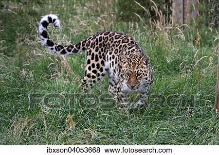 Stock Photo - "Amur Leopard (Panthera pardus orientalis), adult, stalking, native to Asia, captive, England, United Kingdom, Europe". Fotosearch