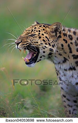 Stock Photo - "Amur Leopard (Panthera pardus orientalis), adult, snarling, native to Asia, captive, England, United Kingdom, Europe". Fotosearch