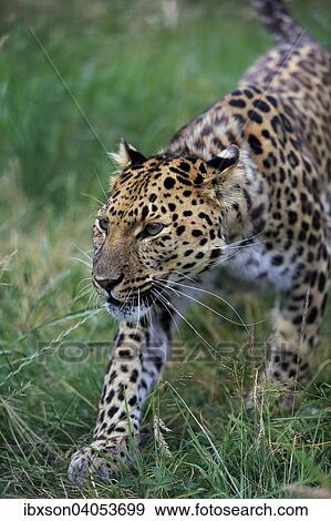 "Amur Leopard (Panthera pardus orientalis), adult, stalking, native to Asia, captive, England, United Kingdom, Europe" View Large Photo Image Stock Photo - "Amur Leopard (Panthera pardus orientalis), adult, stalking, native to Asia, captive, England, United Kingdom, Europe". Fotosearch
