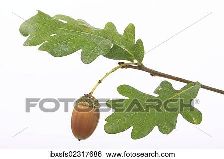"An acorn with oak leaves, English oak (Quercus robur)" View Large Photo Image Stock Photograph - "An acorn with oak leaves, English oak (Quercus robur)". Fotosearch