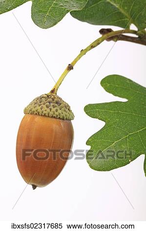 Stock Photography - "An acorn with oak leaves, English oak (Quercus robur)". Fotosearch
