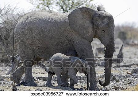 "An adult and a juvenile African Elephant (Loxodonta africana), Etosha National Park, Namibia, Africa" View Large Photo Image Stock Photo - "An adult and a juvenile African Elephant (Loxodonta africana), Etosha National Park, Namibia, Africa". Fotosearch