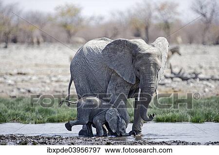 "An adult and a juvenile African Elephant (Loxodonta africana), juvenile bends down to drink with mouth, Etosha National Park, Namibia, Africa" View Large Photo Image Stock Photo - "An adult and a juvenile African Elephant (Loxodonta africana), juvenile bends down to drink with mouth, Etosha National Park, Namibia, Africa". Fotosearch