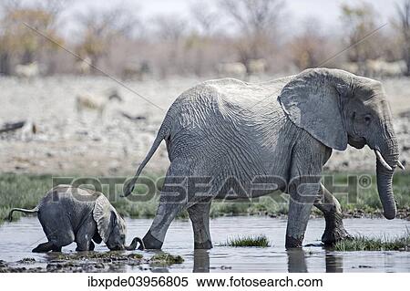 "An adult and a juvenile African Elephant (Loxodonta africana), juvenile bends down to drink with mouth, Etosha National Park, Namibia, Africa" View Large Photo Image Stock Photography - "An adult and a juvenile African Elephant (Loxodonta africana), juvenile bends down to drink with mouth, Etosha National Park, Namibia, Africa". Fotosearch