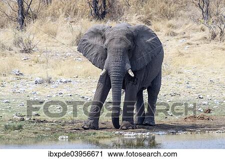 Stock Image - "An adult male African Elephant (Loxodonta africana) standing at waterhole, Etosha National Park, Namibia, Africa". Fotosearch