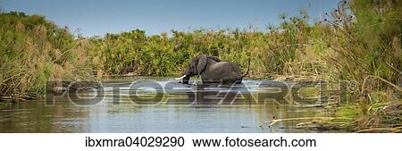 Stock Image - "An African Elephant (Loxodonta africana) crossing a marsh in the swamps of the Okavango Delta, panoramic view, Okavango Delta, Botswana, Africa". Fotosearch