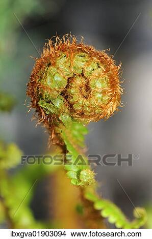 An unfurled fern frond View Large Photo Image Picture - An unfurled fern frond. Fotosearch