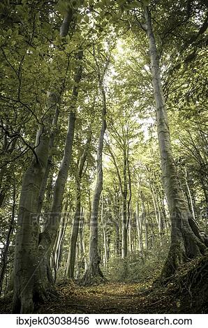 "Ancient Beech (Fagus) along the lower shore path from Lohme to Koenigstuhl, Jasmund National Park, Rugen, Mecklenburg-Western Pomerania, Germany, Europe" View Large Photo Image Stock Photograph - "Ancient Beech (Fagus) along the lower shore path from Lohme to Koenigstuhl, Jasmund National Park, Rugen, Mecklenburg-Western Pomerania, Germany, Europe". Fotosearch