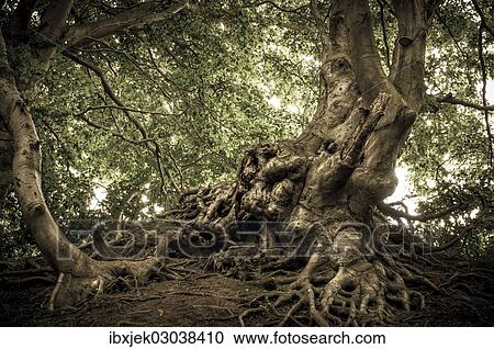 "Ancient Beech (Fagus) in a forest, Jasmund National Park, Lohme, Rugen, Mecklenburg-Western Pomerania, Germany, Europe" View Large Photo Image Stock Image - "Ancient Beech (Fagus) in a forest, Jasmund National Park, Lohme, Rugen, Mecklenburg-Western Pomerania, Germany, Europe". Fotosearch