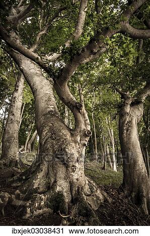"Ancient Beech (Fagus) in a forest, Jasmund National Park, Lohme, Rugen, Mecklenburg-Western Pomerania, Germany, Europe" View Large Photo Image Stock Image - "Ancient Beech (Fagus) in a forest, Jasmund National Park, Lohme, Rugen, Mecklenburg-Western Pomerania, Germany, Europe". Fotosearch