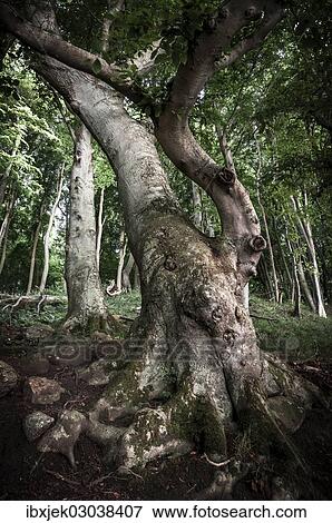 "Ancient Beech (Fagus) in a forest, Jasmund National Park, Rugen, Mecklenburg-Western Pomerania, Germany, Europe" View Large Photo Image Stock Photo - "Ancient Beech (Fagus) in a forest, Jasmund National Park, Rugen, Mecklenburg-Western Pomerania, Germany, Europe". Fotosearch