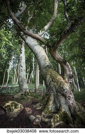 "Ancient Beech (Fagus) in a forest, Jasmund National Park, Rugen, Mecklenburg-Western Pomerania, Germany, Europe" View Large Photo Image Stock Photo - "Ancient Beech (Fagus) in a forest, Jasmund National Park, Rugen, Mecklenburg-Western Pomerania, Germany, Europe". Fotosearch