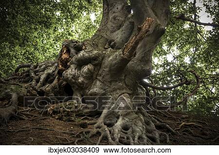 "Ancient Beech (Fagus) in a forest, Jasmund National Park, Lohme, Rugen, Mecklenburg-Western Pomerania, Germany, Europe" View Large Photo Image Stock Photo - "Ancient Beech (Fagus) in a forest, Jasmund National Park, Lohme, Rugen, Mecklenburg-Western Pomerania, Germany, Europe". Fotosearch
