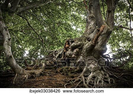 Stock Photograph - "Ancient Beech (Fagus) in a forest, Jasmund National Park, Lohme, Rugen, Mecklenburg-Western Pomerania, Germany, Europe". Fotosearch