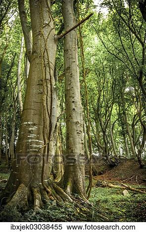 "Ancient Beech (Fagus) in a forest, Jasmund National Park, Rugen, Mecklenburg-Western Pomerania, Germany, Europe" View Large Photo Image Stock Photography - "Ancient Beech (Fagus) in a forest, Jasmund National Park, Rugen, Mecklenburg-Western Pomerania, Germany, Europe". Fotosearch
