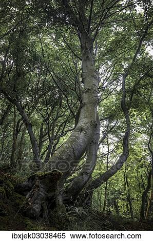 Stock Photography - "Ancient Beech (Fagus) in a forest, Jasmund National Park, Rugen, Mecklenburg-Western Pomerania, Germany, Europe". Fotosearch